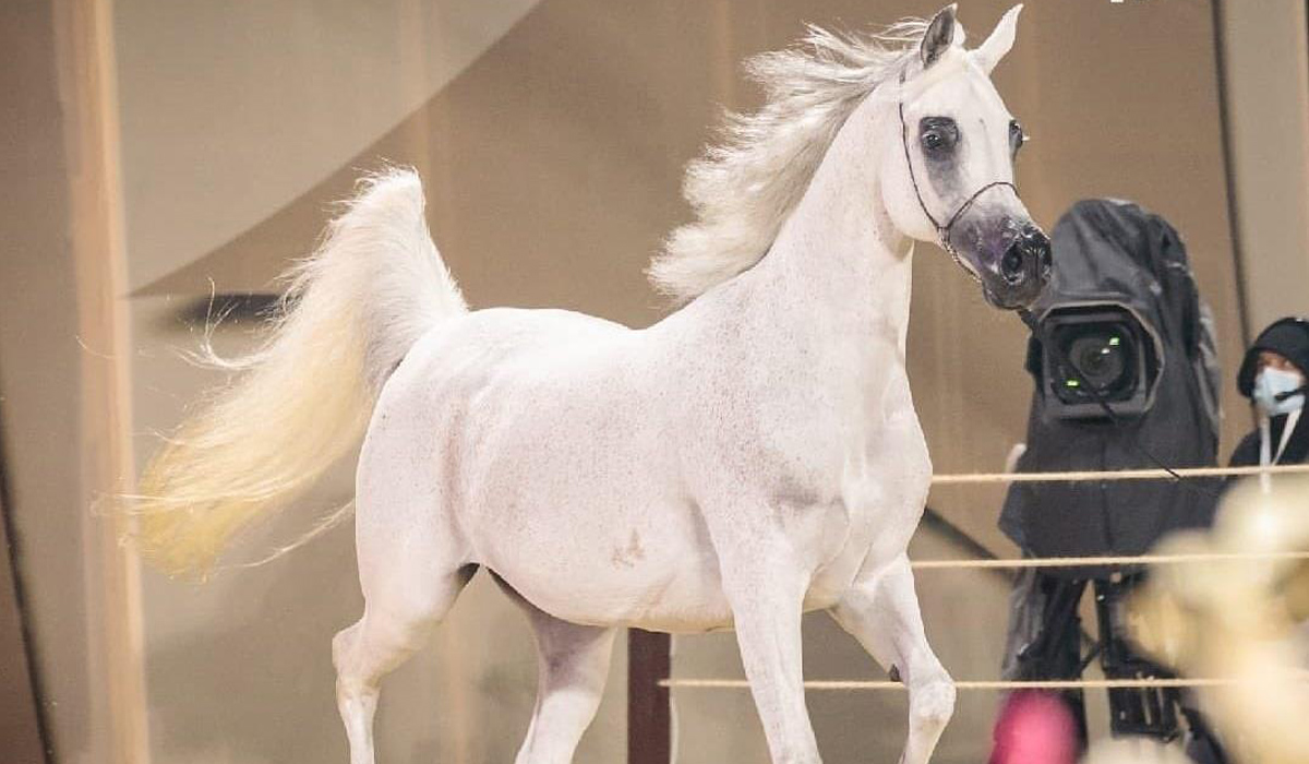Arabian Peninsula Horse Show